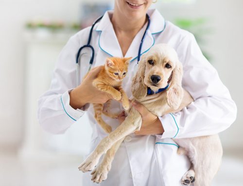 First Puppy/Kitten Appointments