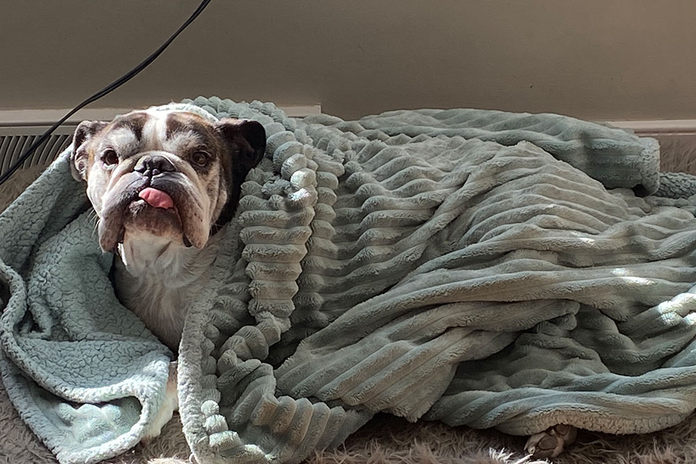 A bulldog lies cozily wrapped in a soft mint-green blanket indoors, sticking out its tongue while resting in a patch of sunlight.